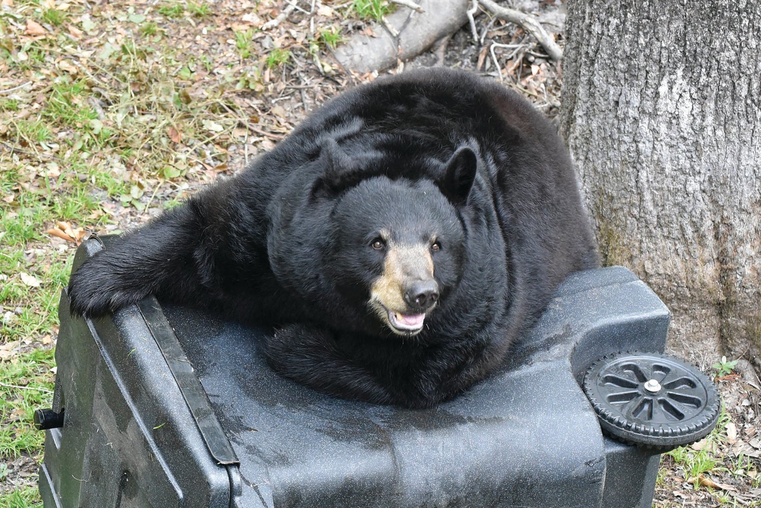 Florida Black Bear on a garbage can.